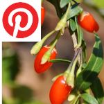 Picture related to Goji berries overlaid with the Pinterest logo.