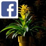 Picture related to Guzmania overlaid with the Facebook logo.