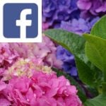 Picture related to Hydrangea overlaid with the Facebook logo.
