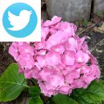Picture related to Hydrangea overlaid with the Twitter logo.