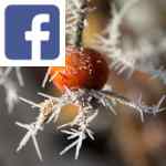 Picture related to January garden tasks overlaid with the Facebook logo.