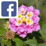 Picture related to Lantana overlaid with the Facebook logo.