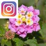 Picture related to Lantana overlaid with the Instagram logo.
