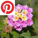 Picture related to Lantana overlaid with the Pinterest logo.