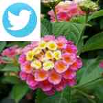 Picture related to Lantana overlaid with the Twitter logo.