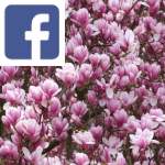 Picture related to Magnolia overlaid with the Facebook logo.