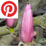Picture related to Magnolia overlaid with the Pinterest logo.