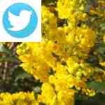 Picture related to Mahonia overlaid with the 
