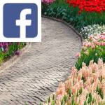 Picture related to March garden tasks overlaid with the Facebook logo.
