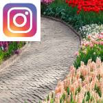 Picture related to March garden tasks overlaid with the Instagram logo.