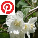 Picture related to Mock-orange overlaid with the Pinterest logo.