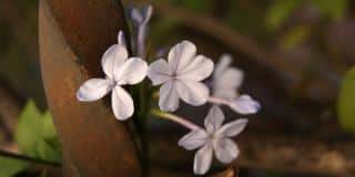 Plumbago vine twining around an iron fence