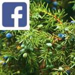 Picture related to New Year's plants overlaid with the Facebook logo.