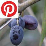Picture related to Olive tree overlaid with the Pinterest logo.
