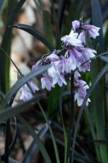 Blooming ophiopogon with soft violet flowers.