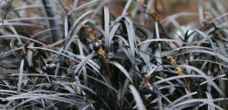 Clump of Ophiopogon planiscapsus nigrescens bearing fruit, black leaves.