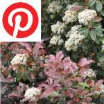 Picture related to Photinia overlaid with the Pinterest logo.