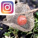Picture related to Physalis overlaid with the Instagram logo.