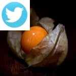 Picture related to Physalis overlaid with the Twitter logo.
