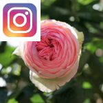 Picture related to Pierre de Ronsard roses overlaid with the Instagram logo.