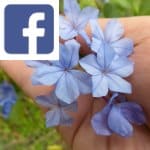 Picture related to Plumbago propagation overlaid with the Facebook logo.