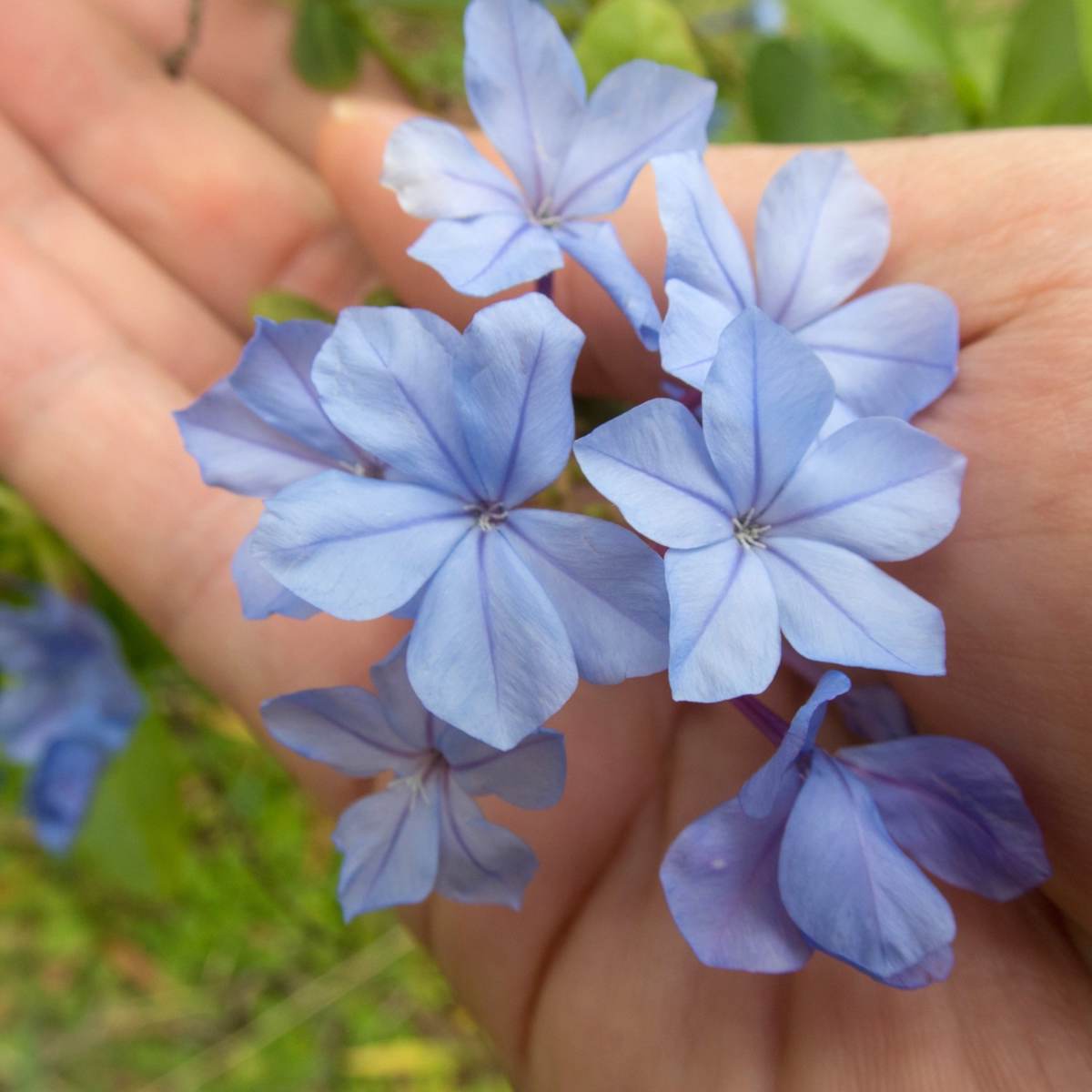 Blue plumbago flowers in a hand.