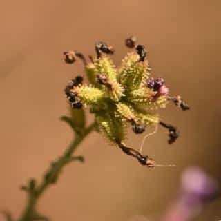 Plumbago seed cluster ripening up