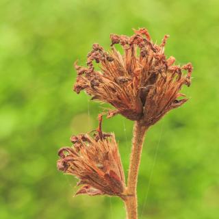 Dry plumbago seeds on stem