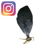 Picture related to Raven ZZ overlaid with the Instagram logo.