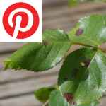 Picture related to Rose tree diseases overlaid with the Pinterest logo.