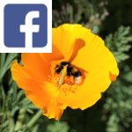 Picture related to Saving bees overlaid with the Facebook logo.