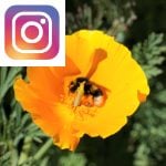 Picture related to Saving bees overlaid with the Instagram logo.