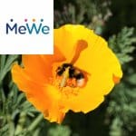 Picture related to Saving bees overlaid with the MeWe logo.