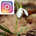 Picture related to Snowdrop overlaid with the Instagram logo.