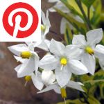Picture related to Potato vine overlaid with the Pinterest logo.