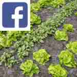 Picture related to Spring vegetable planting and sowing overlaid with the Facebook logo.