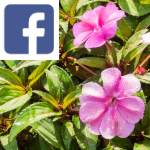 Picture related to Sunpatiens overlaid with the Facebook logo.