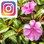 Picture related to Sunpatiens overlaid with the Instagram logo.