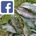Picture related to Damage caused by thrips overlaid with the Facebook logo.