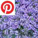 Picture related to Thyme overlaid with the Pinterest logo.