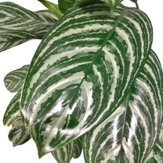 Aglaonema leaves, shiny and lush