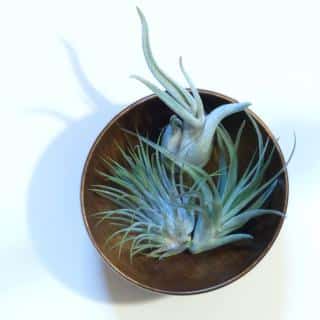 Air plants in a bowl, three of them.