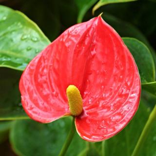 Anthurium, an excellent bathroom plant, here with red flower.