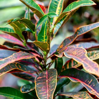 Red and green leaves on a bathroom Croton plant.