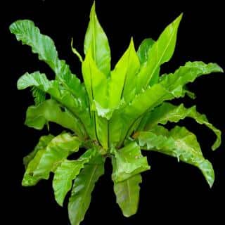 Green fern on a black background