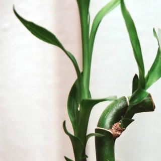 Lucky bamboo is often found in bathrooms