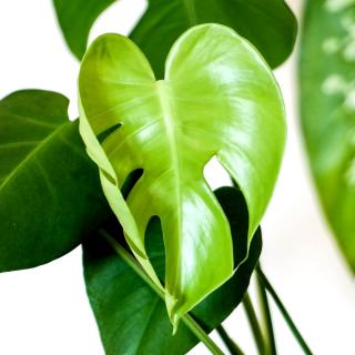 Monstera leaf shaped like a heart