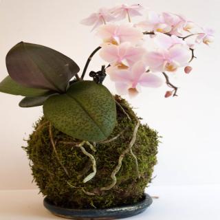 Orchid kokedama with moss