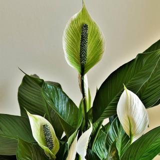 In a bathroom, a peace lily will bloom for a long time