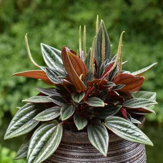 Peperomia with long pointy leaves in a pot.